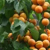 نحوه استفاده از میوه کنار