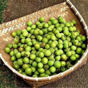 سپستان سبز