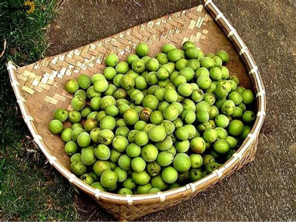 سپستان سبز