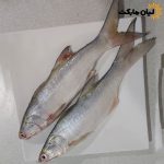 عکس ماهی راشگو تازه بوشهر – نمای کامل از بالا